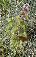 menthe aquatique