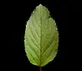Feuille