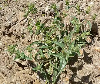 Description de l'image Mentzelia involucrata 11.jpg.