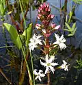 Photo couleur montrant une tige dun' plate aquatique en fleurs.