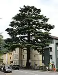 Un vieux spécimen en Autriche. C'est un arbre bien adapté au climat d'une grande partie de l'Europe occidentale. Il pousse vigoureusement et peut atteindre une taille considérable.