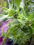 Fleurs femelles