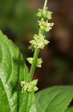 fleurs mâles.