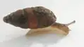 Jeune avec coquille recouverte de terre.