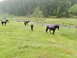 Dans un paysage de montagne et le brouillard, quatre chevaux noirs.