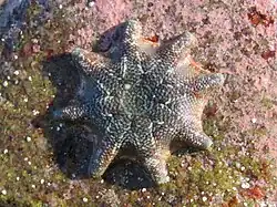 Meridiastra calcar.