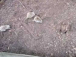 Des suricates.