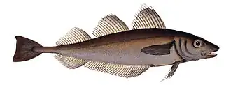 Merlan (Merlangius merlangus, is: Lýsa)