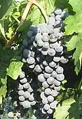Merlot N