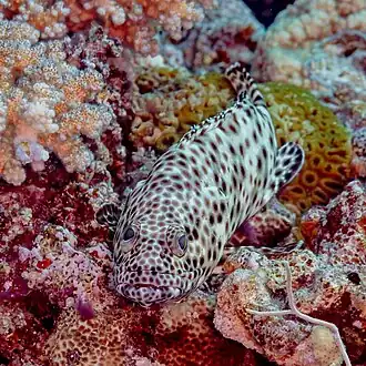 Description de l'image Mero crestado gris (Epinephelus tauvina), mar Rojo, Egipto, 2023-04-15, DD 117.jpg.