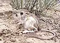 Rat-kangourou de Merriam