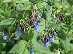 Mertensia ciliata