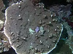 Merulina ampliata