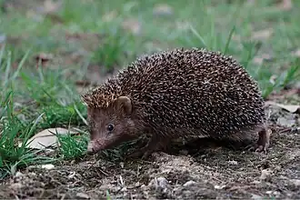 Description de l'image Mesechinus orientalis.jpg.