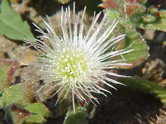 Fleur.