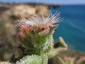 Fleur, profil.