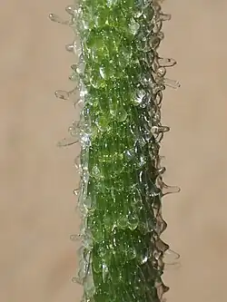 Détail de tige.