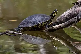 Description de l'image Meso-American slider (Trachemys venusta venusta) Cayo.jpg.