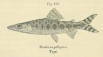 Description de l'image Mesoborus crocodilus.jpg.