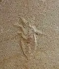 Mesonepa primordialis, un fossile de Belostomatinae du Tithonien (-150 à -145 millions d'années), trouvé en Allemagne.