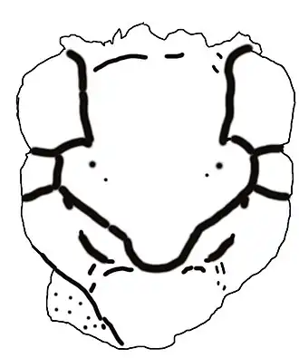 Description de l'image Mesoparapylocheles michaeljacksoni.jpg.