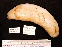 Mesothuria verrilli