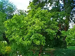 Arbre en été.