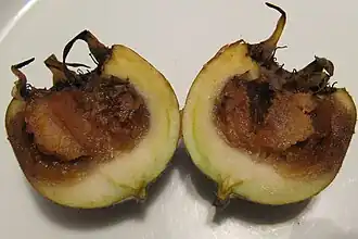 Coupe dans une nèfle en cours de maturation