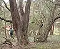 Eucalyptus obliqua en pied.