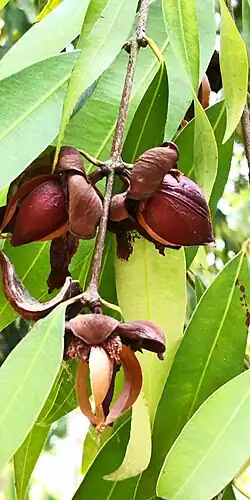 Fruits mûrs.