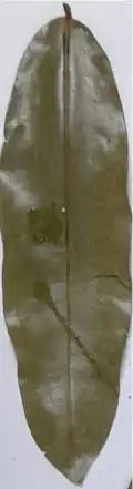 Feuille âgée