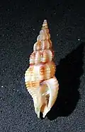 Metaphos dejanira