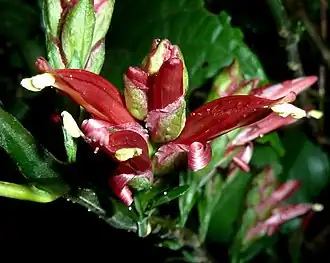 Description de l'image Metarungia pubinervia, Hillcrest, KwaZulu-Natal, a.jpg.