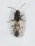 Metopoplax ditomoides, Pays-Bas.