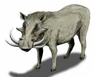 Reconstituton d'un Metridiochoerus (genre éteint)