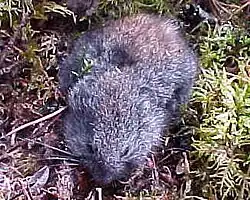 Lemming de forêt