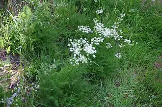 Le Fenouil des Alpes.