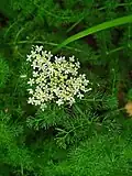 Inflorescence.