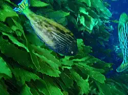 Meuschenia galii