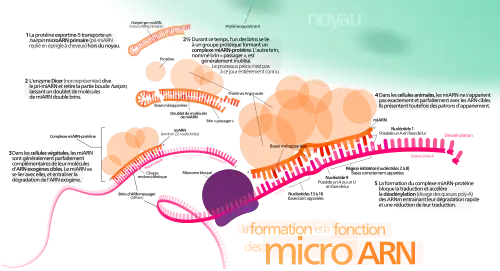 microARN