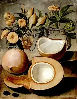 Cocos nucifera, Paris, Muséum national d'histoire naturelle.