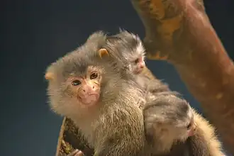 Ouistiti mélanure (Mico melanurus)