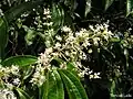 fleurs