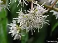 fleurs