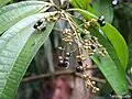fruits