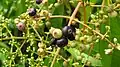 infrutescence