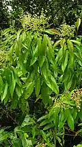 rameau fertile