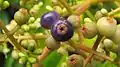 fruits