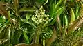 rameau fleuri