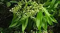 rameau fleuri